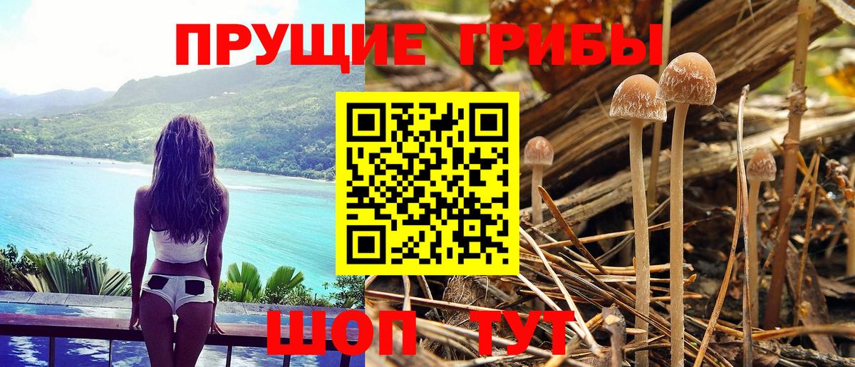 Псилоцибиновые грибы ЛСД  Галлюциногенные грибы GOLDEN TEACHER  Будённовск  Вход с VPN 